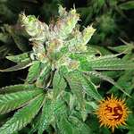 cookies-kush_7_843244