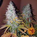 cookies-kush_6_843244
