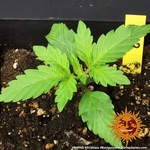 g13-haze_2_210302