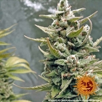 g13-haze_7_262442