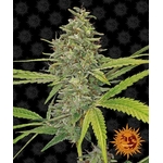 g13-haze_circle_new_12_872652