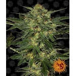 lsd_circle_new_12_044151