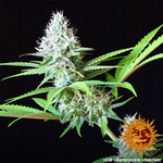 lsd_6_509891