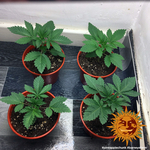 pineapple-chunk_3_344686