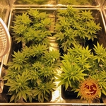 pineapple-chunk_10_344687