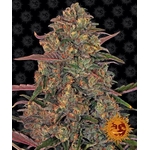 pineapple-chunk_circle_new_21_021174