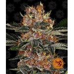 purple-punch-auto_circle_new_12_864925