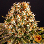 strawberry-lemonade_8_245738