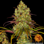 tangerine-dream_6_245858