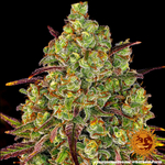 tangerine-dream_3_245857