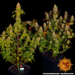 tangerine-dream_2_245857