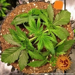 lsd-auto_4_210876