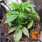lsd-auto_5_210876