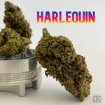 Harlequin - Fleurs CBD