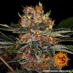 purple-punch-auto_8_240322