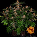 purple-punch-auto_1_240320
