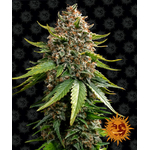 white-widow-xxl-auto_circle_new_21_186034 (1)