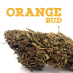 Fleur Orange bud CBD