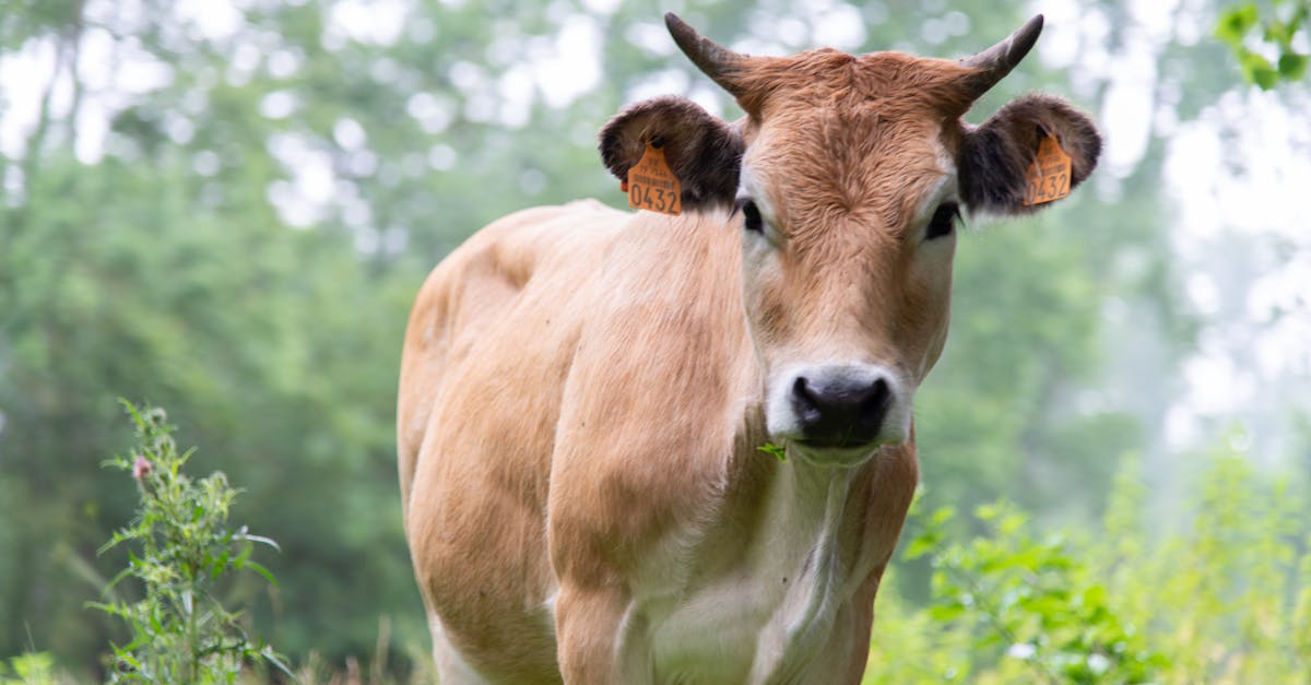 vit agram propose aussi du materiel agricole pour l elevage