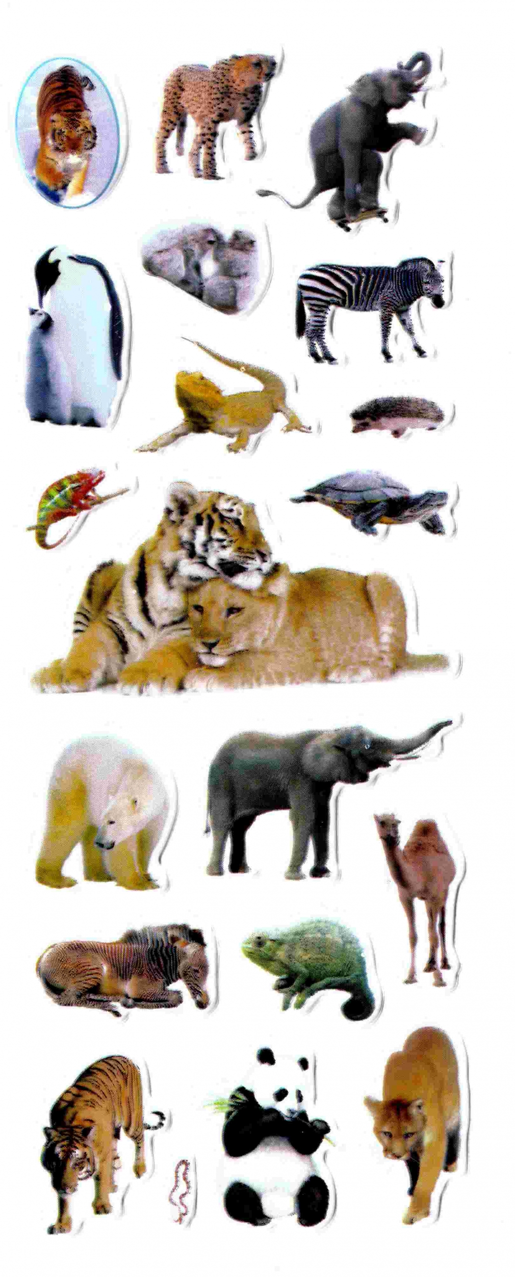 stikers animaux cameleon