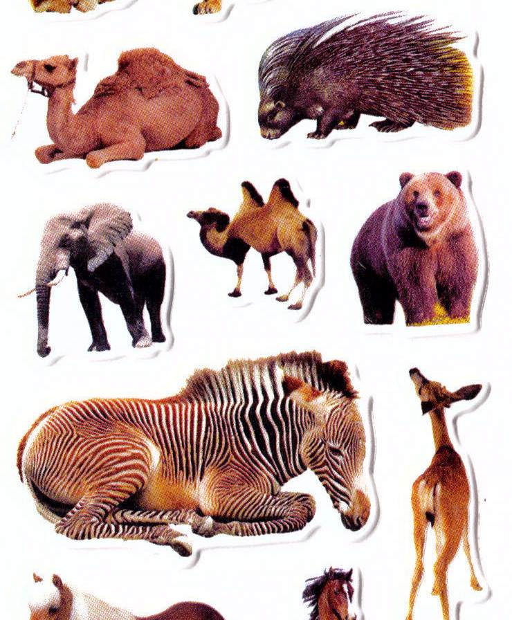 stickers animaux porc epic jf1198