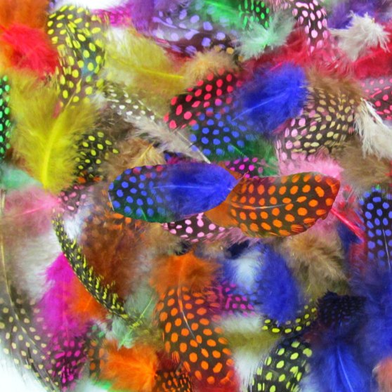 plumes multicolores