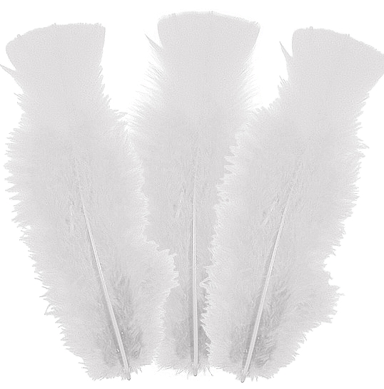 Plumes blanches