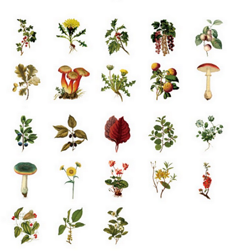 Stickers végétaux automne 2