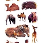stickers animaux porc epic jf1198