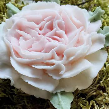 rose anglaise