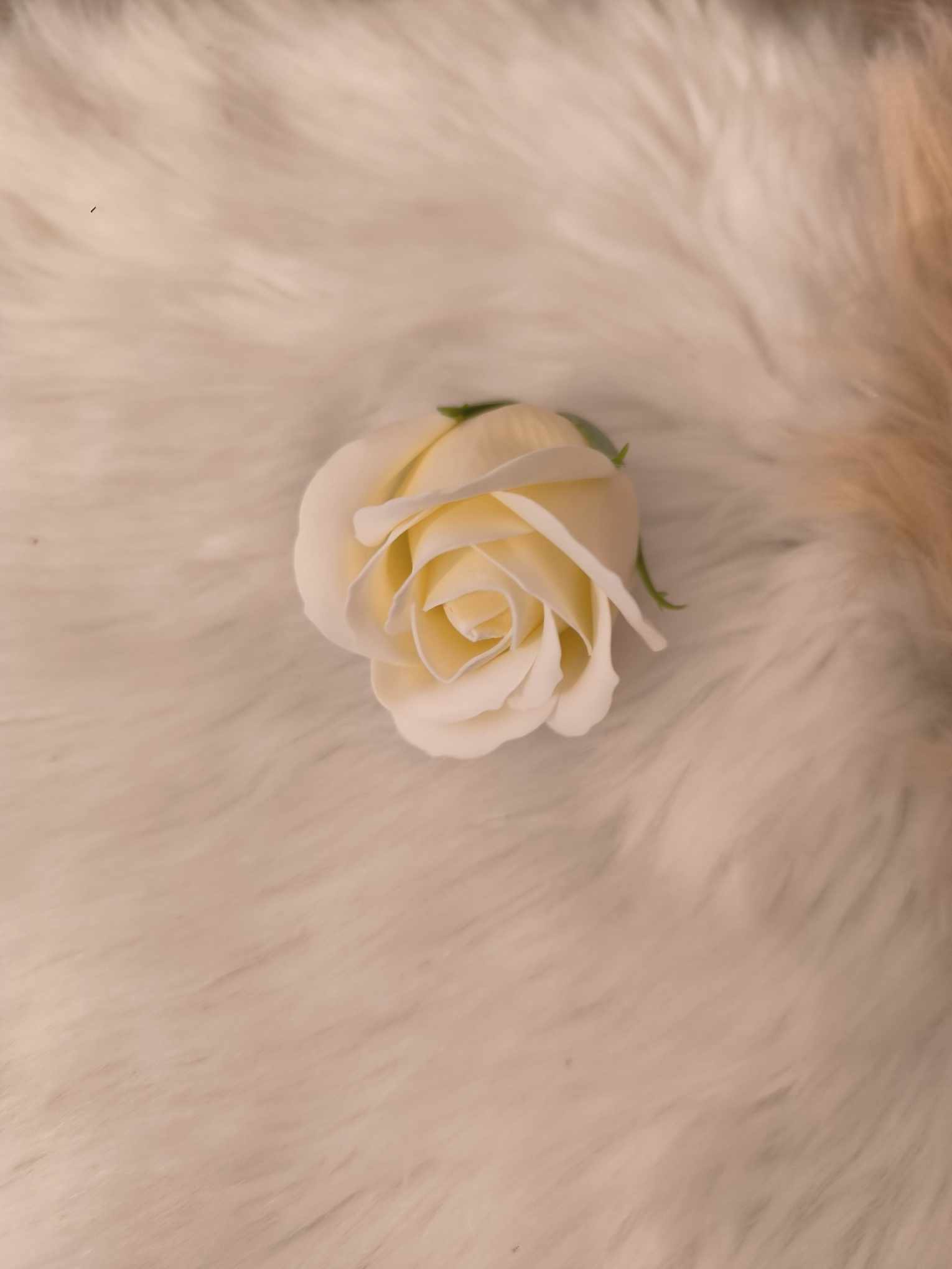 rose ivoire