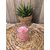 HIBISCUS100