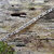 Gourmette-figaro-3mm-00361-jean-sebastien