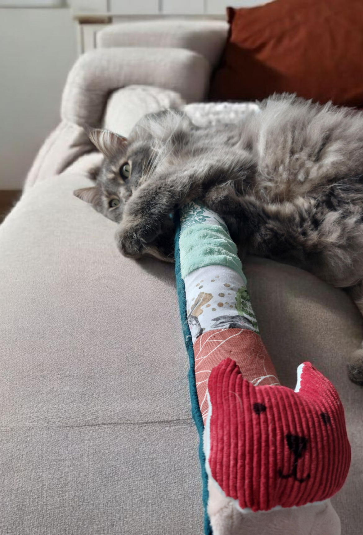jouet zigoto maine coon