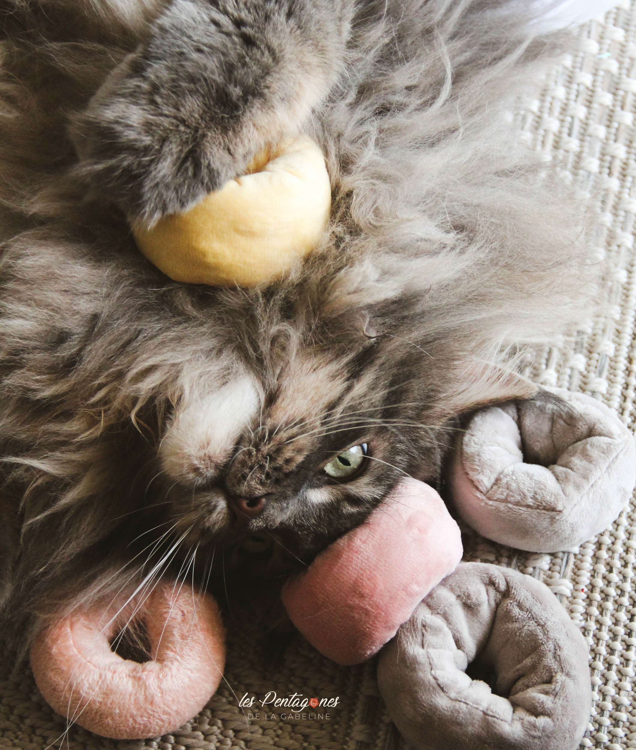 chat donut cataire