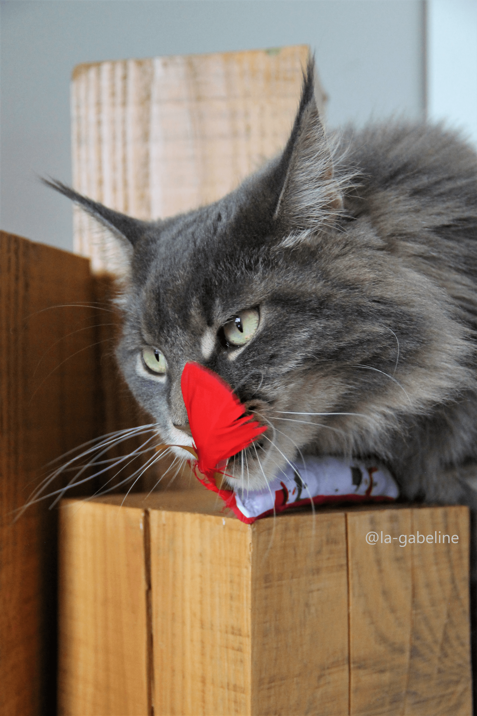 jouet chat noz la gabeline