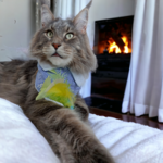 bandana chat