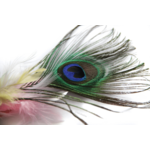 Plume de paon chat