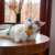 poussin cataire jouet chat