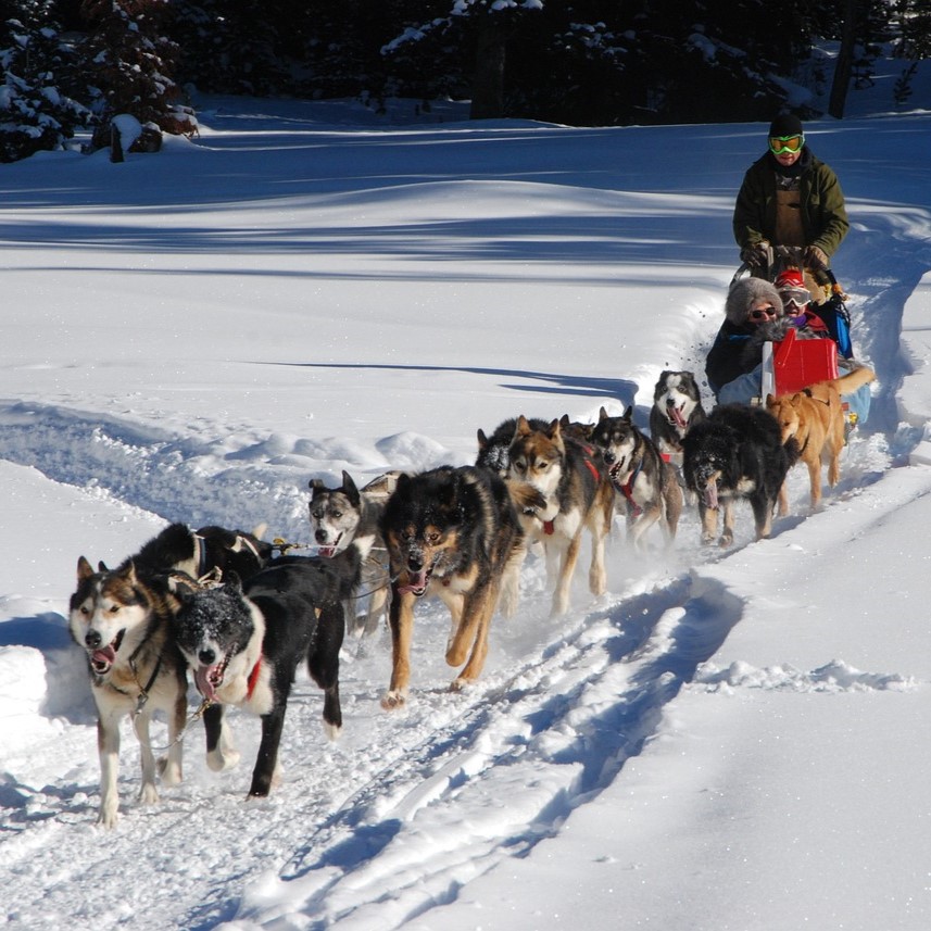 dog-sled-278875_1280