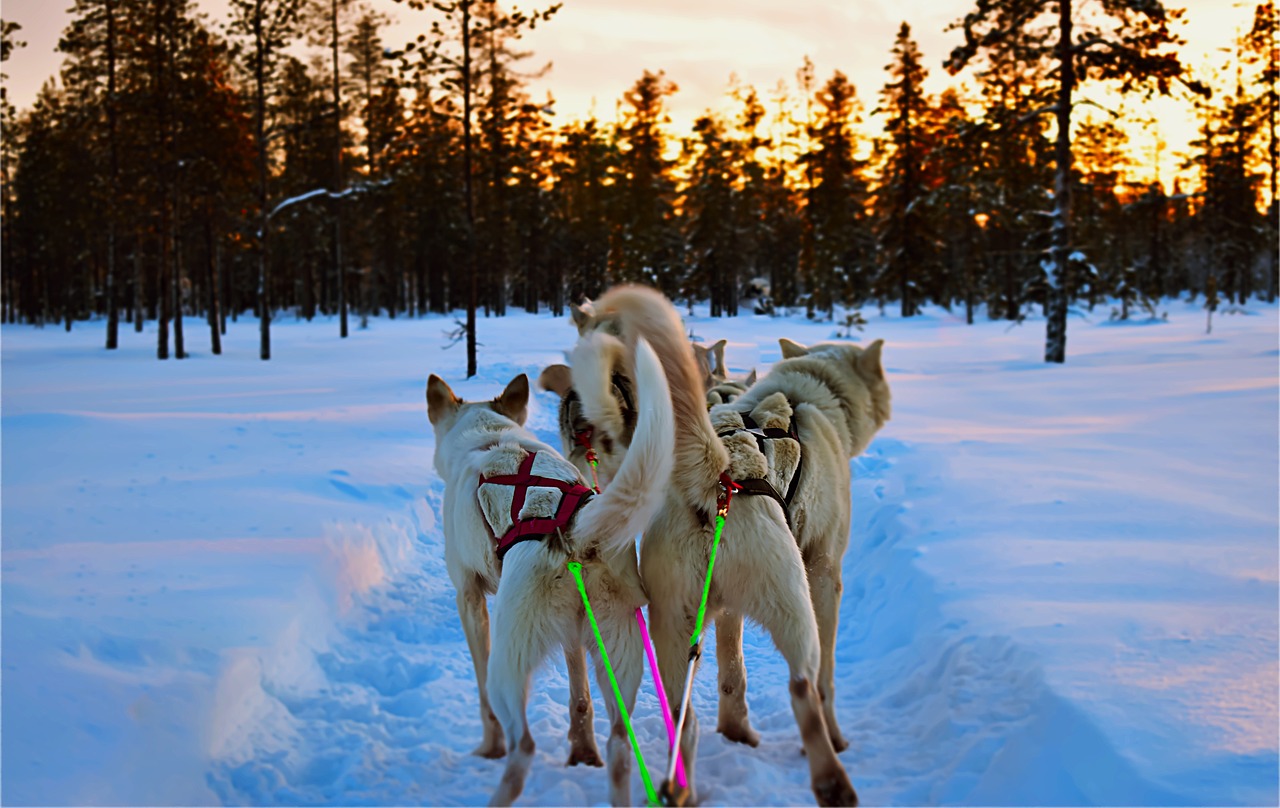husky-4878961_1280