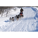 dog-sledding-4364343_1280