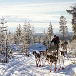 husky-2812377_1280