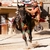 ok-corral-attraction-cavalier-800x533djd