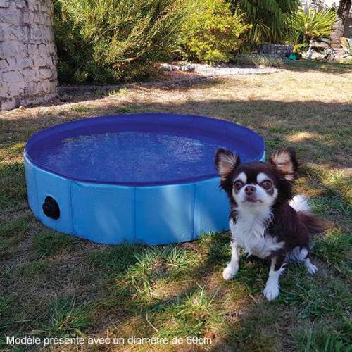 piscine-pour-chien (1)