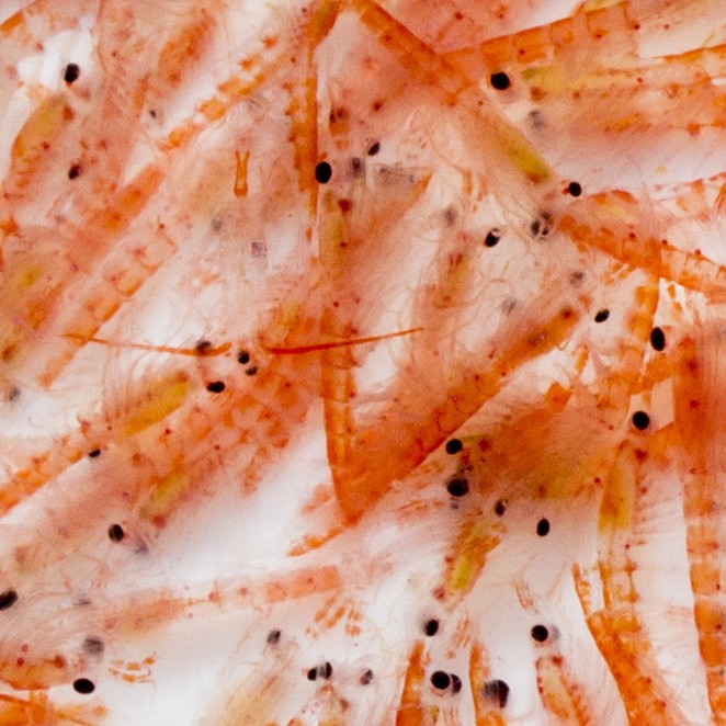 nourriture-congelee-poisson-aquarium-krill-large-superba