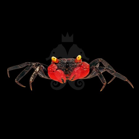 crabe-vampire-red-devil