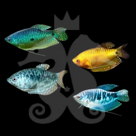 trichogaster-sp-gourami-assortis