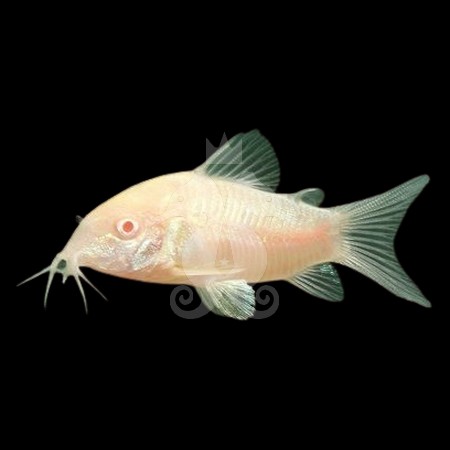 corydoras-aeneus-albinos