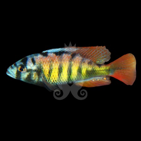 haplochromis-ch-44